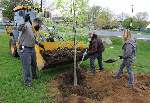 Employees planting a tree on campus.